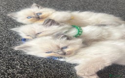 Ragdoll cats for sale: Beautiful Ragdoll Kittens ready to go!💙 - Image 2