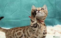 Bengal cats for sale: 🔥Stunning Bengal Kittens last little girl left 🔥 - Image 22