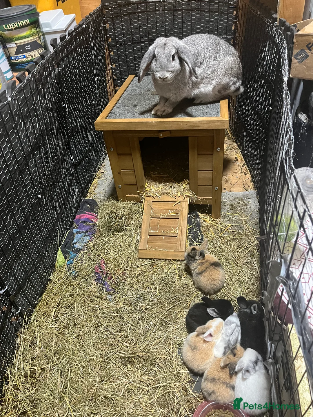 Mini Lop rabbits for sale: Black baby bunny - Advert 4