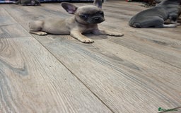 French Bulldog dogs for sale: Quality french bulldogs available to leave 🐾 - Image 35