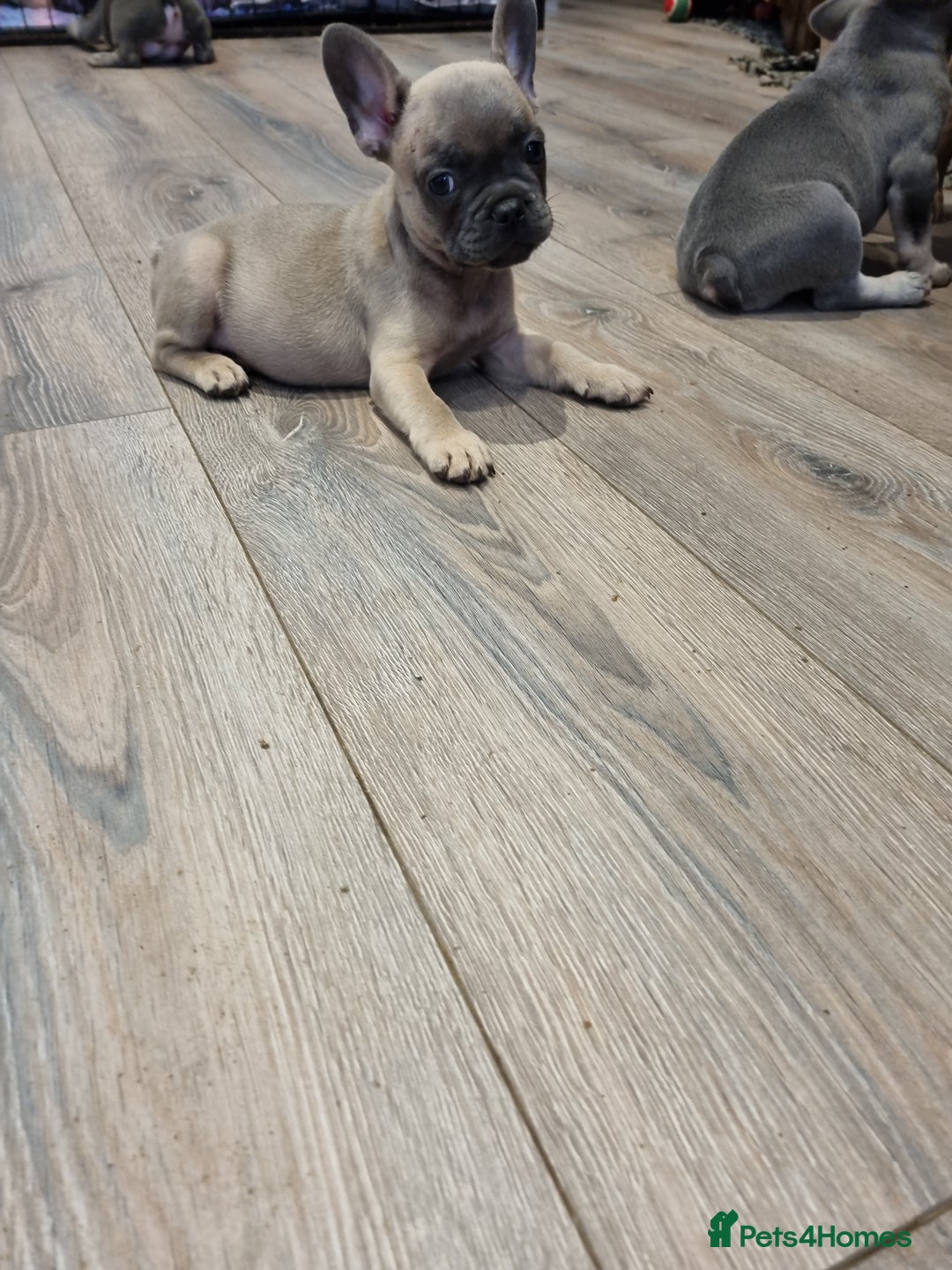French Bulldog dogs for sale: Quality french bulldogs available to leave 🐾 - Image 35