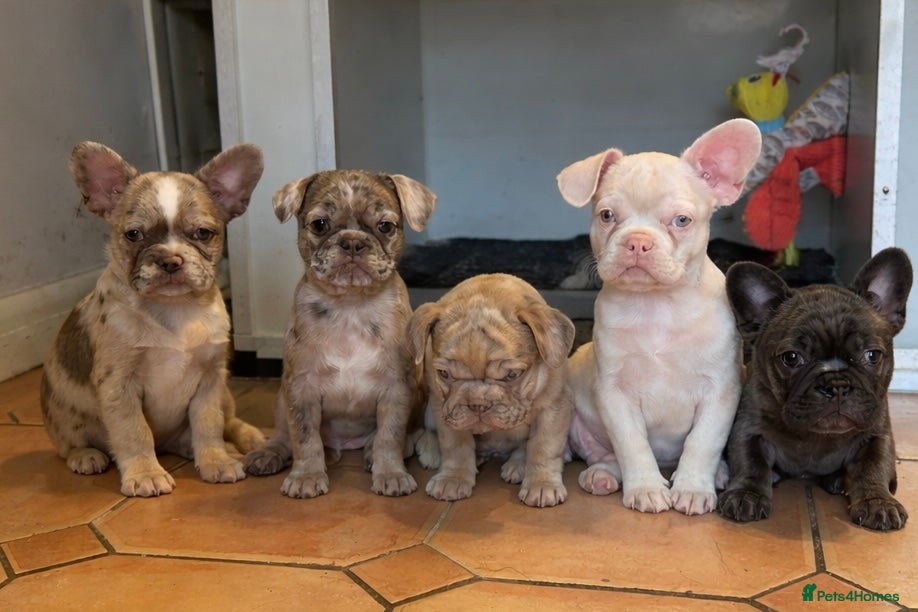 French Bulldog dogs Reduced and ready now - Micro frenchie litter - Advert 7