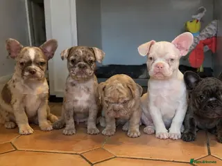 French Bulldog dogs Reduced and ready now - Micro frenchie litter - Advert 7