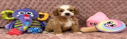 Cavapoo dogs for sale: Stunning F1B Cavapoos FULLY DNA health tested - Advert 30