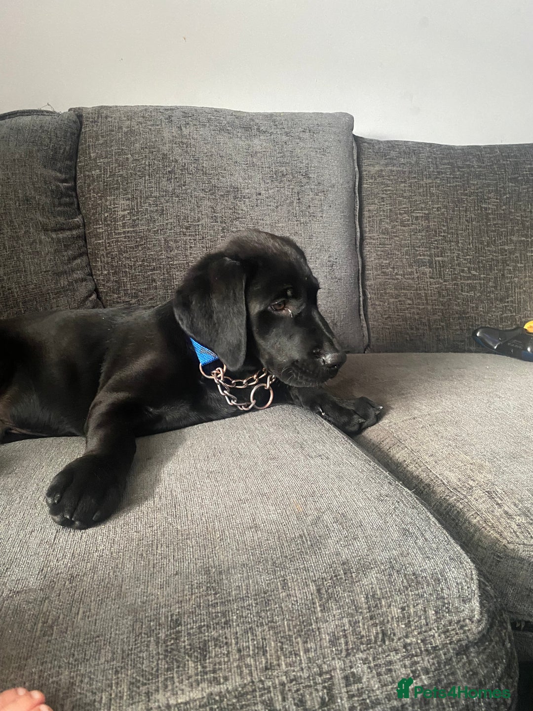 Labrador Retriever dogs for sale: Labrador  - Image 3