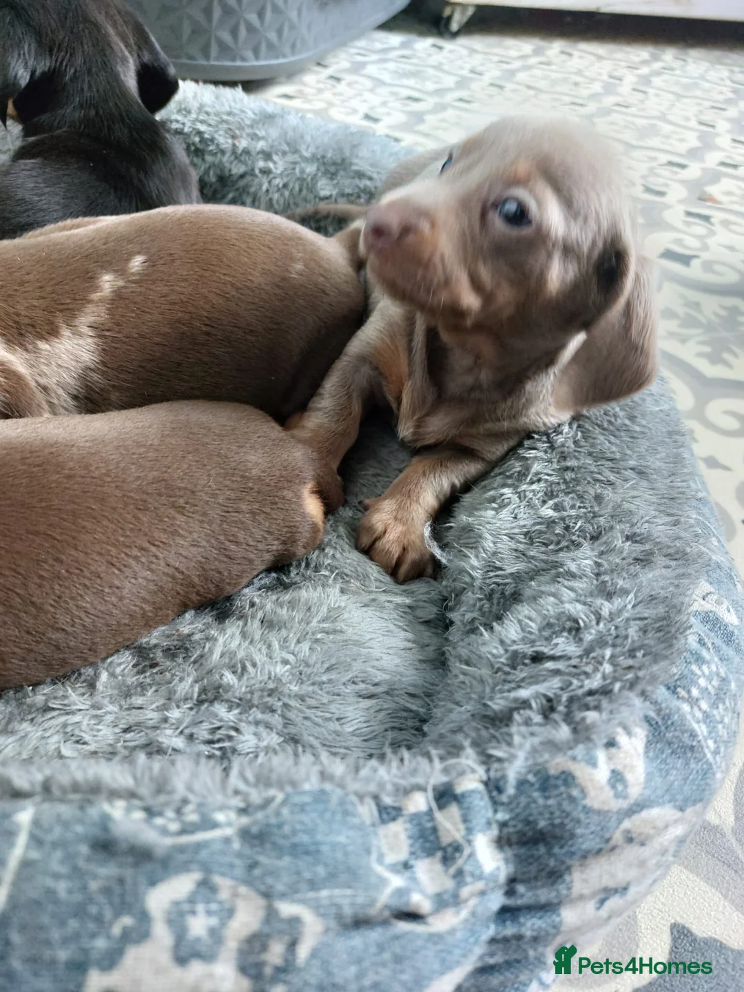 Dachshund dogs for sale: Six sausage dog babies  - Advert 6