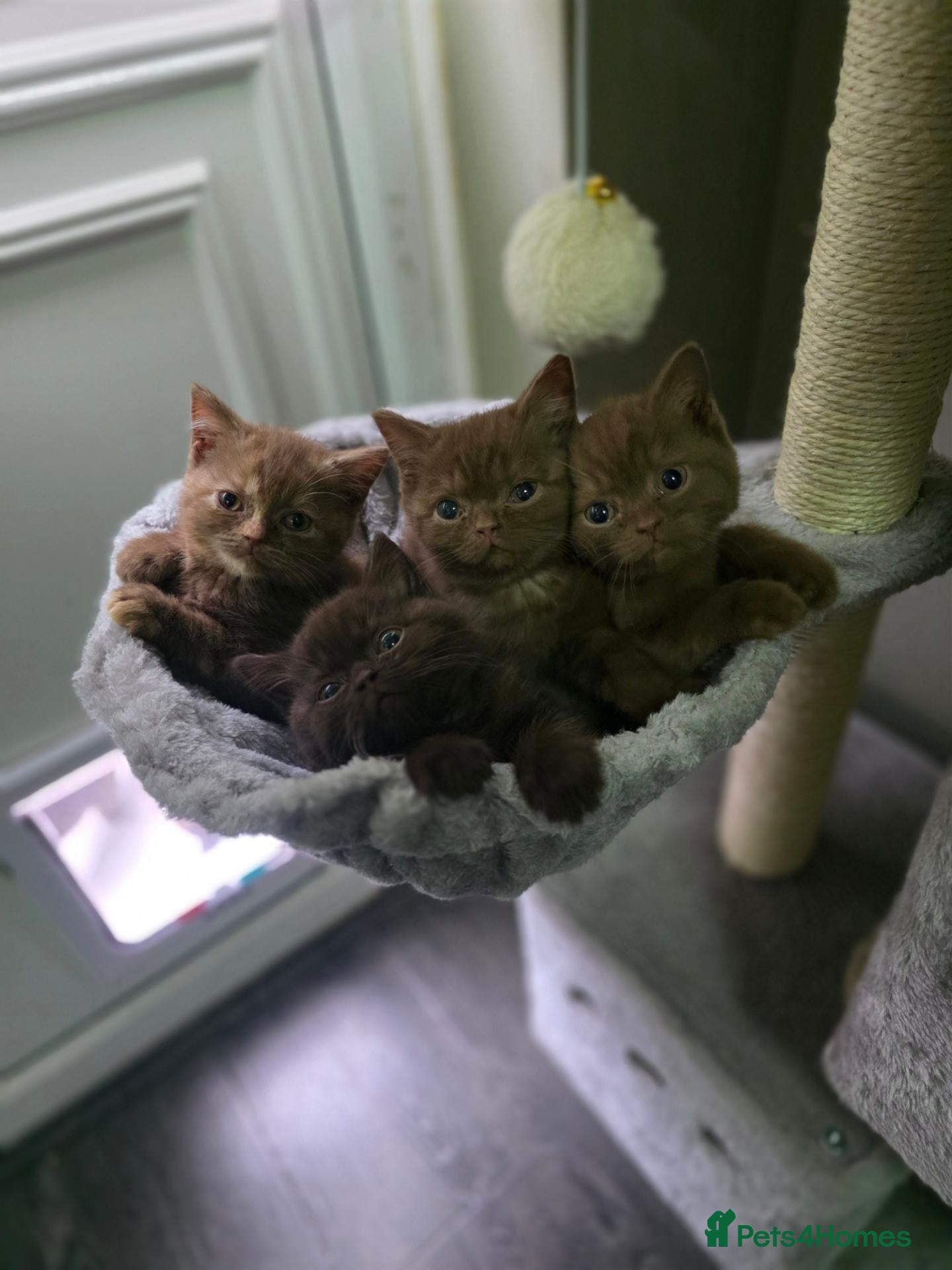 British Shorthair cats for sale: Our Beautiful British Shorthair Kittens - Advert 1