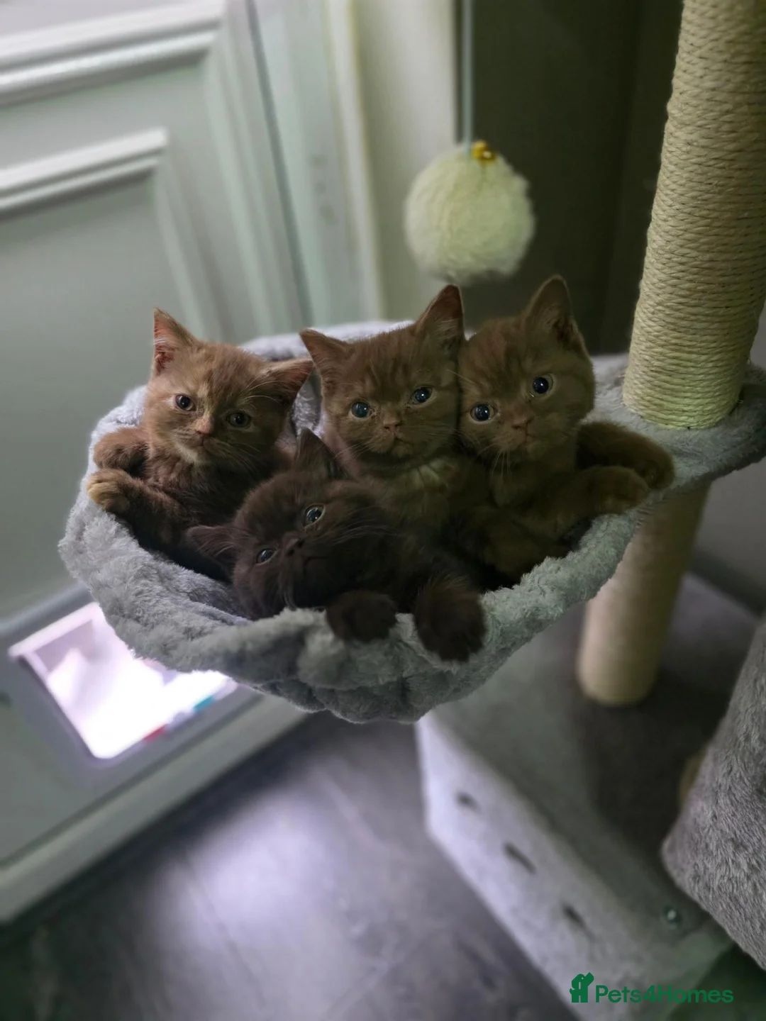British Shorthair cats for sale: Our Beautiful British Shorthair Kittens - Advert 1