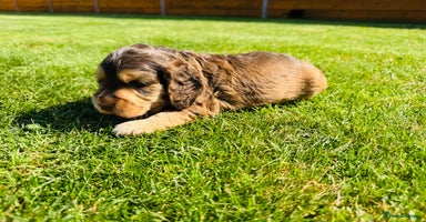 Cocker Spaniel dogs - Advert 2