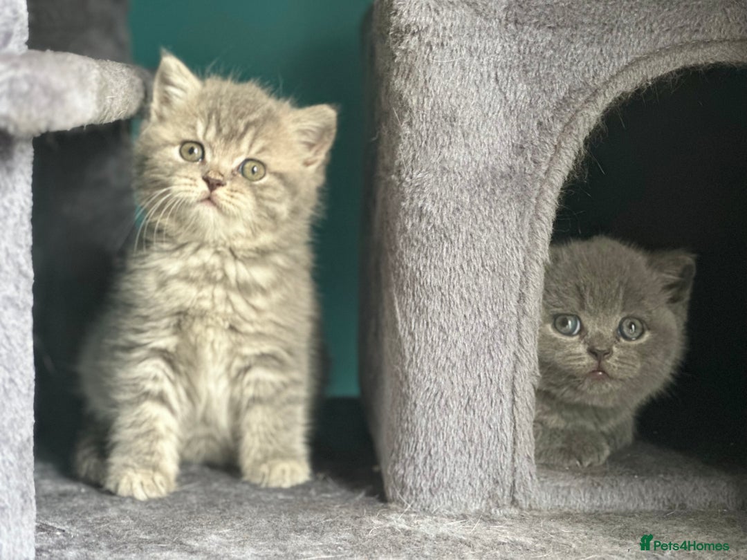 British Shorthair cats for sale: Pure bred British shorthair kittens ( final price) - Image 1