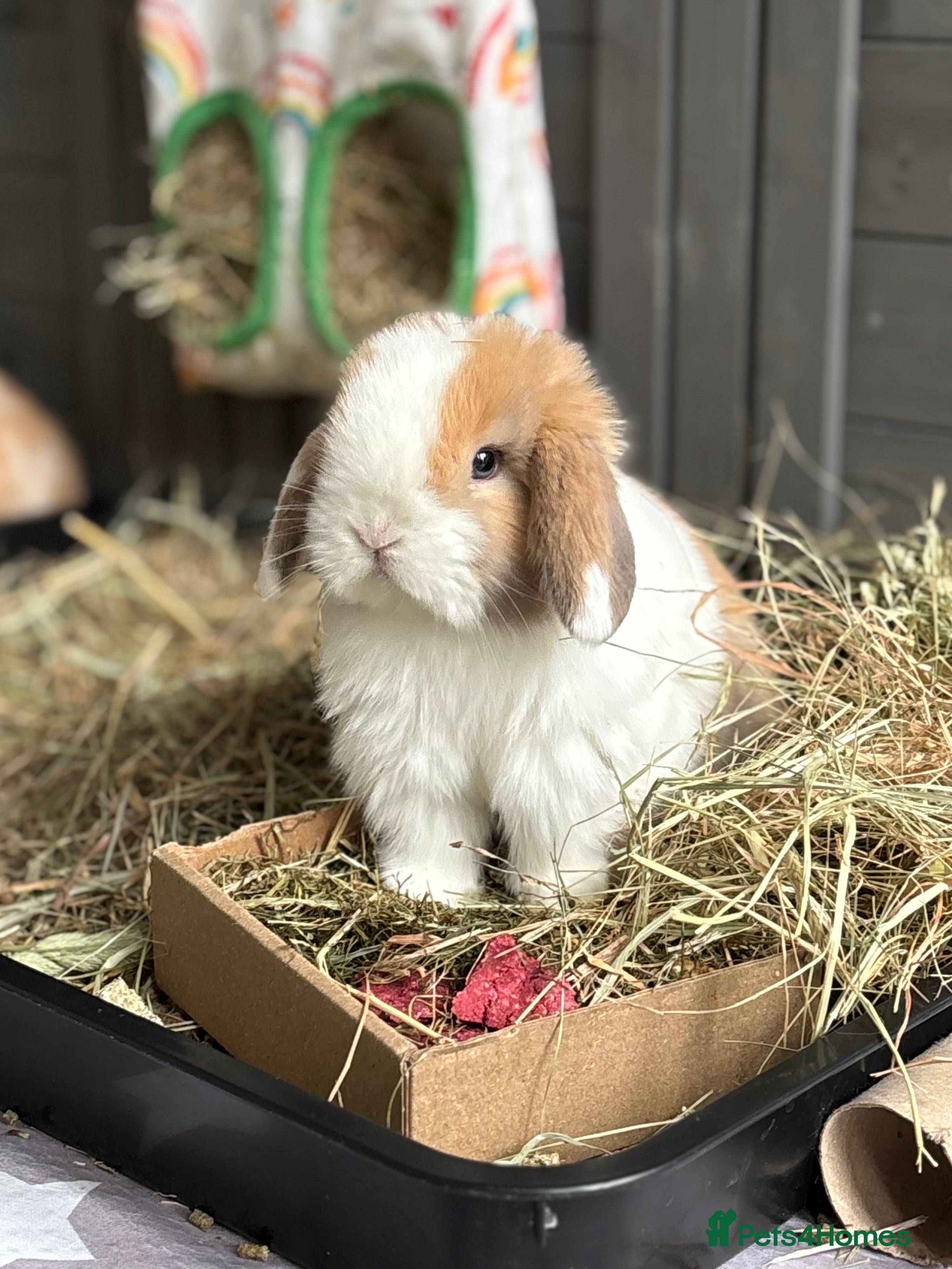 Mini Lop rabbits 1 Buck Pure Mini Lop - Available 27th Feb - Advert 4