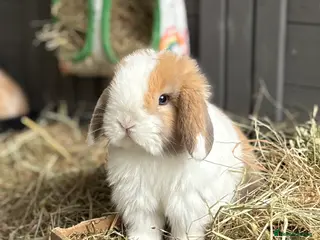 Mini Lop rabbits 1 Buck Pure Mini Lop - Available 27th Feb - Advert 4