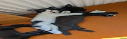 Mixed Breed cats for sale: Lovely, healthy, playful kittens - Advert 3