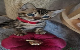 Bengal cats for sale: Pure Bengal kittens ❤️  - Image 10
