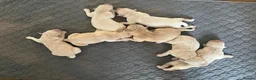 Golden Retriever dogs for sale: Golden Retrievers pure breed puppies - Advert 3