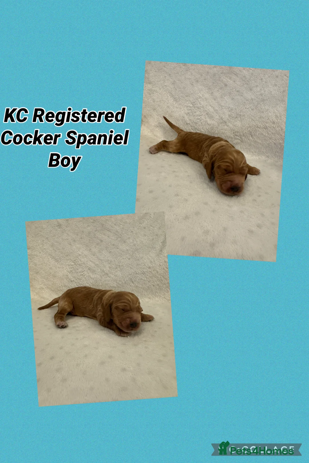 Cocker Spaniel dogs for sale: KC Registered beautiful cocker spaniel pups! - Advert 11