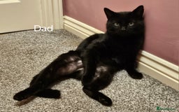 Mixed Breed cats for sale: Fluffy black and white. - Image 12