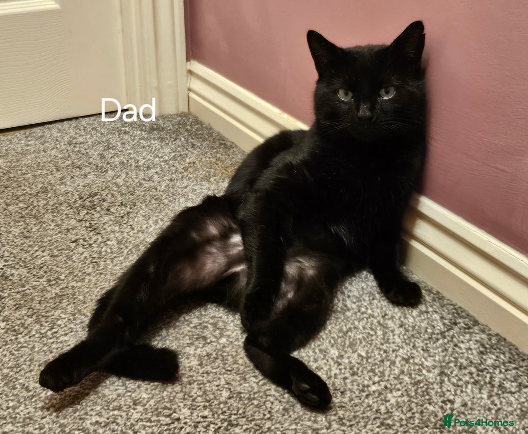 Mixed Breed cats for sale: Fluffy black and white. - Image 12