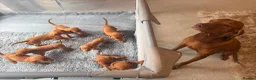 Hungarian Vizsla dogs for sale: KC Hungarian Vizsla Puppies - Advert 1