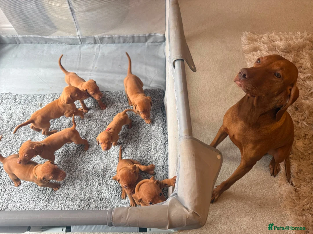 Hungarian Vizsla dogs for sale: KC Hungarian Vizsla Puppies - Advert 1