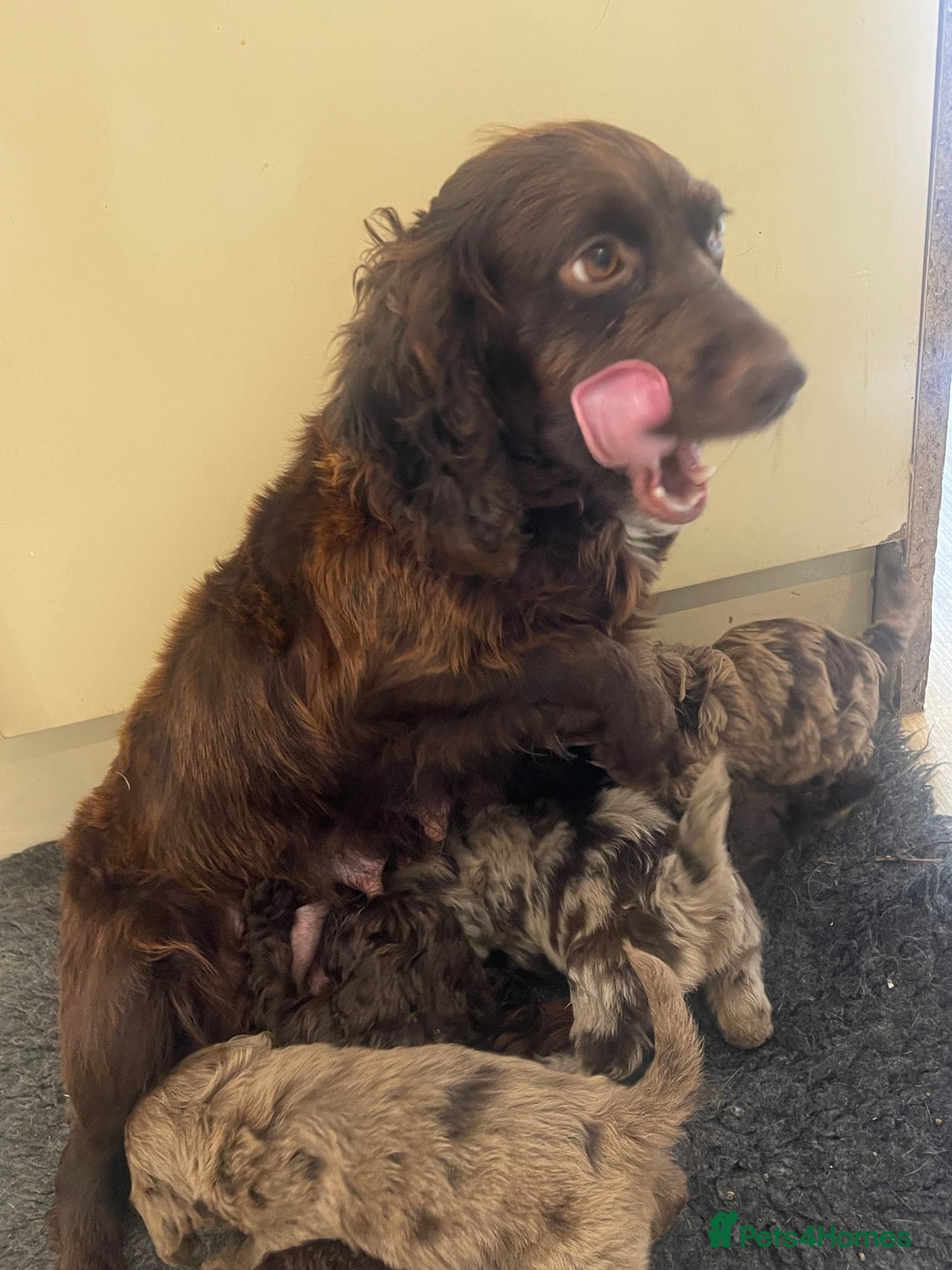 Cockapoo dogs for sale: Beautiful chocolate and Merle Cockerpoo puppies! - Image 7