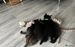 Mixed Breed cats for sale: Adorable kittens for sale  - Image 3