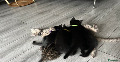 Mixed Breed cats - Advert 13