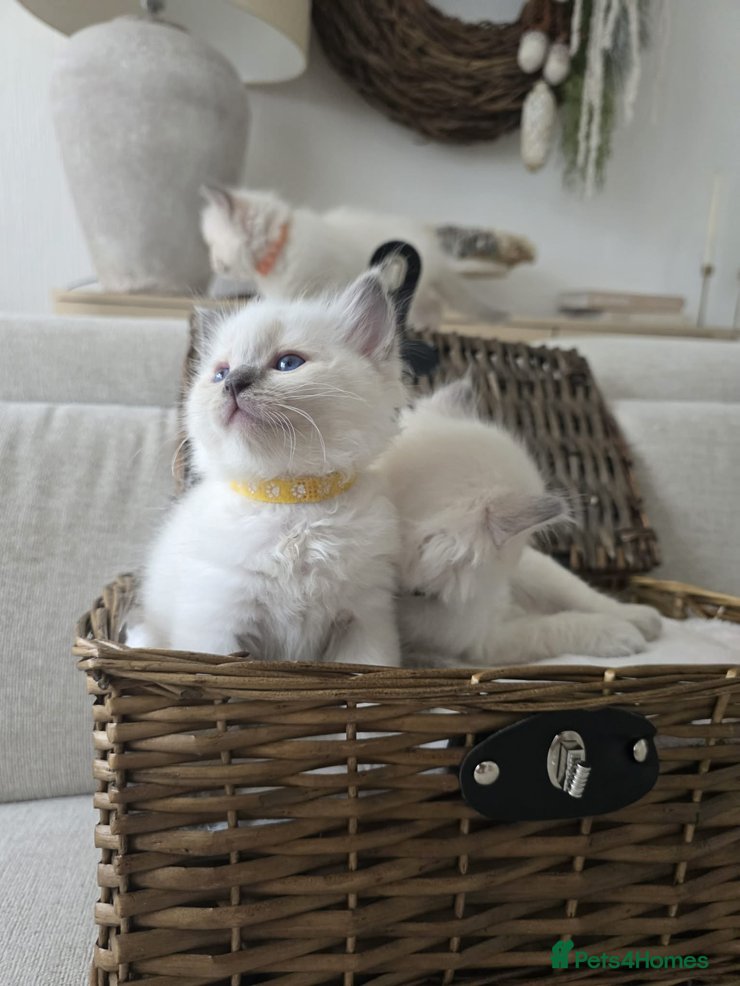 Ragdoll cats for sale: ✨RARE ALL LILAC LITTER GCCF&TICA Ragdoll Kittens✨ - Advert 13