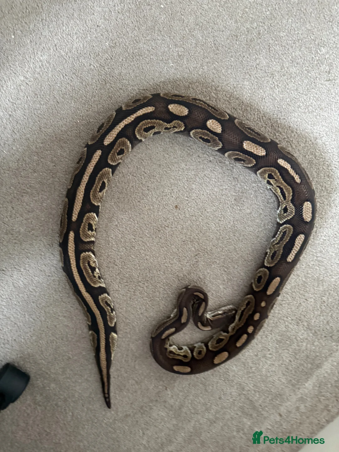 Python Snake reptiles for sale: Ball pythons various - Advert 12