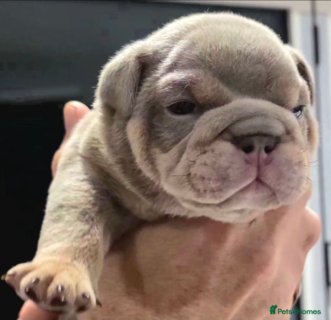 English Bulldog dogs Lilac/tan/ white English Bulldogs. 5 males. - Advert 6