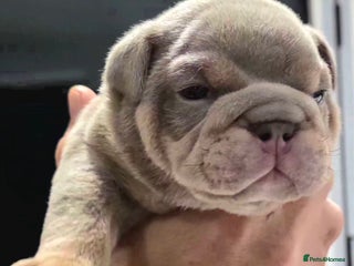 English Bulldog dogs Lilac/tan/ white English Bulldogs. 5 males. - Advert 1
