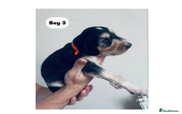 Saluki dogs for sale: KC registered Saluki puppies - Image 11