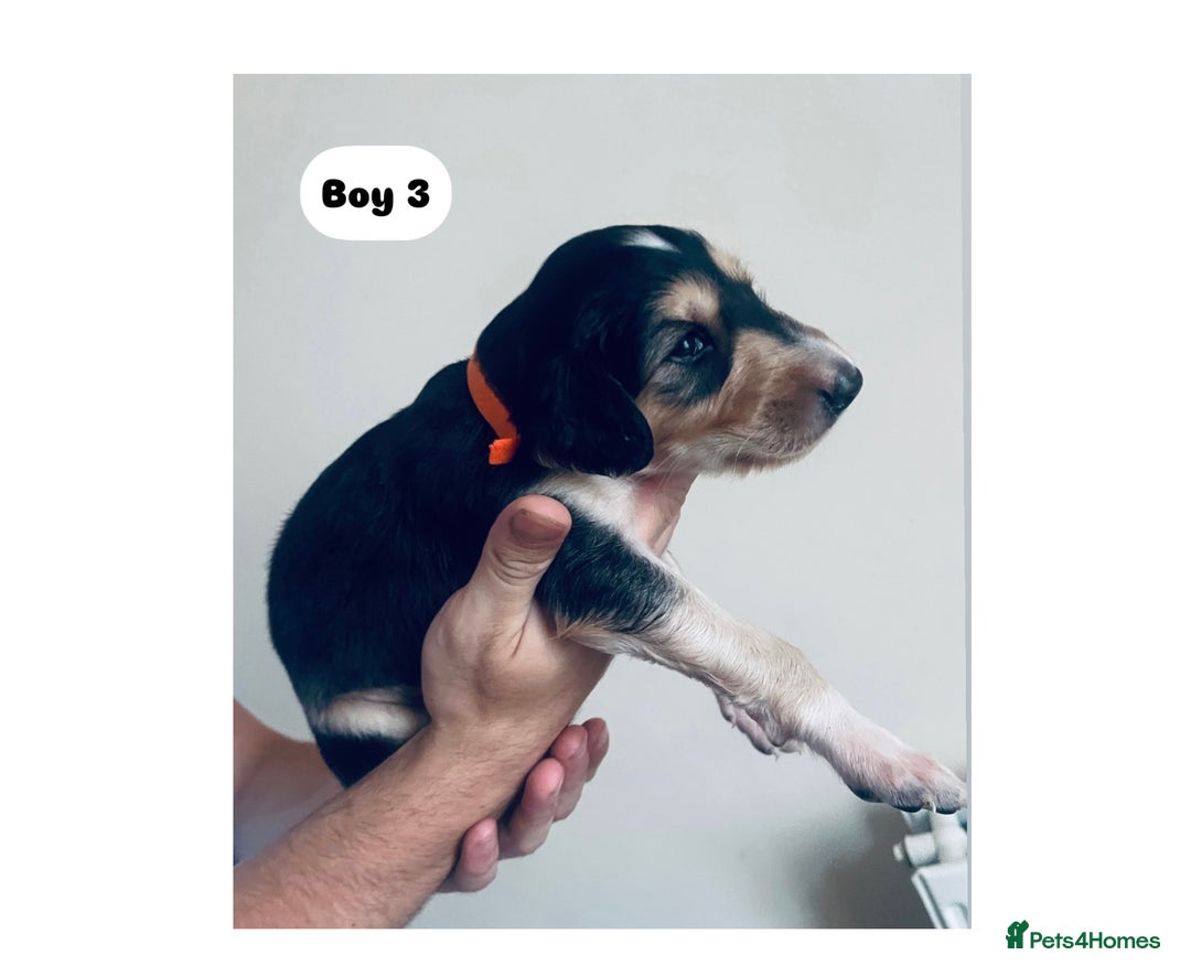 Saluki dogs for sale: KC registered Saluki puppies - Image 11
