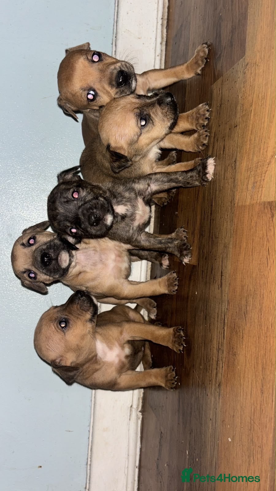 Mixed Breed dogs Bull Wheaten - Advert 5