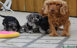 Cockapoo dogs for sale: F1 Cockapoo puppies for sale  - Image 21