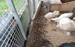 Turkeys poultry for sale: Mixed turkeys - Image 4