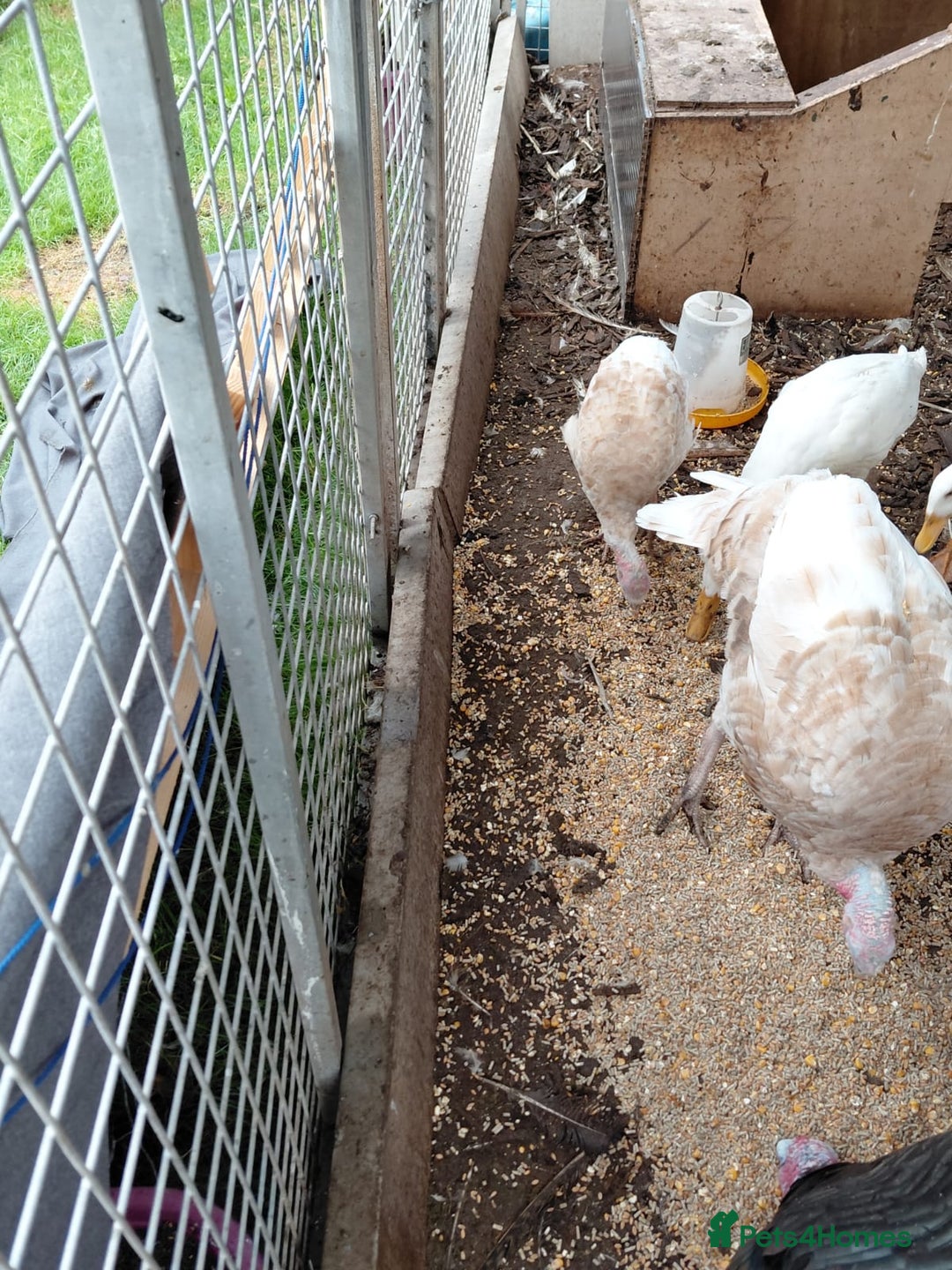 Turkeys poultry for sale: Mixed turkeys - Image 4
