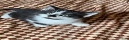 Mixed Breed cats for sale: Beautiful Tuxedo Kittens (Short & Long Hair) - Advert 9