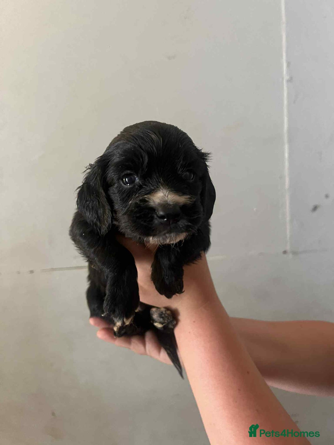 Cocker Spaniel dogs for sale: Merl cocker spaniel puppies  - Image 23