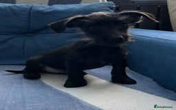 Mixed Breed dogs for sale: READY NOW SCHNOXIES (MINI DAXI X MINISCHNAUZER) - Image 4