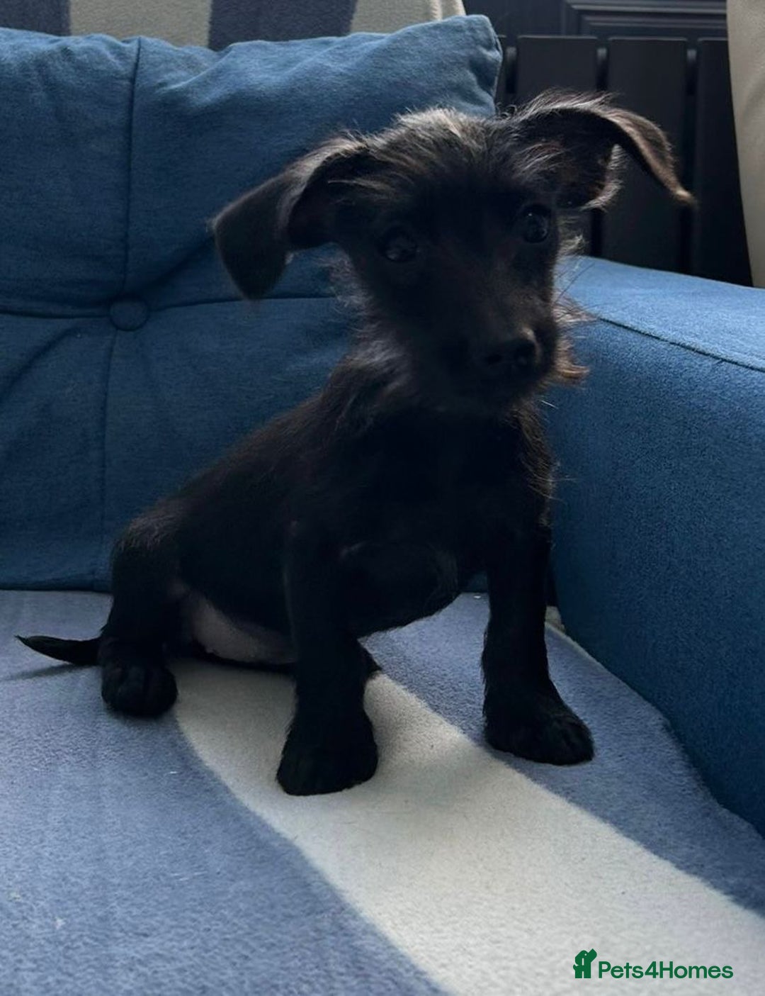 Mixed Breed dogs for sale: READY NOW SCHNOXIES (MINI DAXI X MINISCHNAUZER) - Image 4