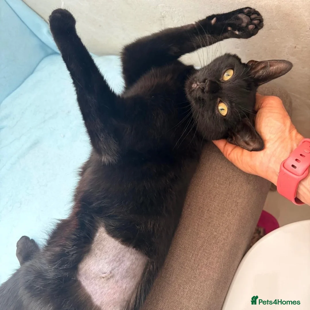 Domestic Shorthair cats for adoption: Margot, approx 7 months old - Advert 2