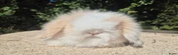 Angora rabbits for sale: 💓STUNNING TEDDYWIDDER BABIES- IMPORTED PARENTS 💓 - Advert 5