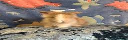 Lionhead rabbits for sale: Adorable double mane lionhead baby bunnies  - Advert 5