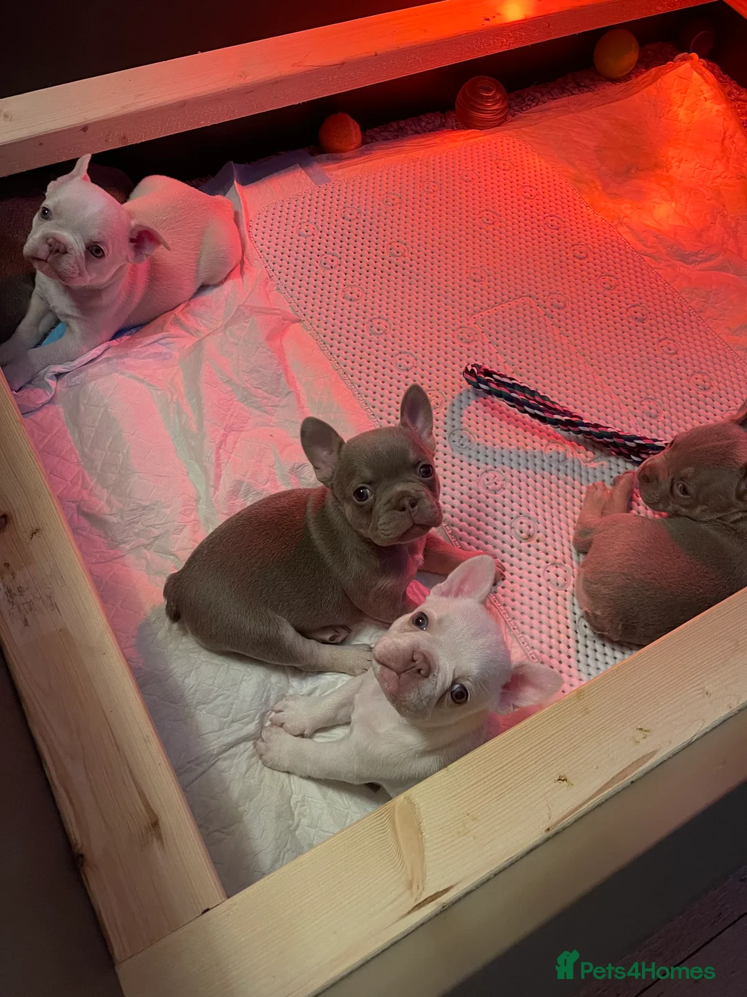 French Bulldog dogs for sale: KC registered new shade French Bulldog puppies - Advert 11