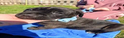 Cane Corso dogs for sale: Cane Corso puppy’s  - Advert 7
