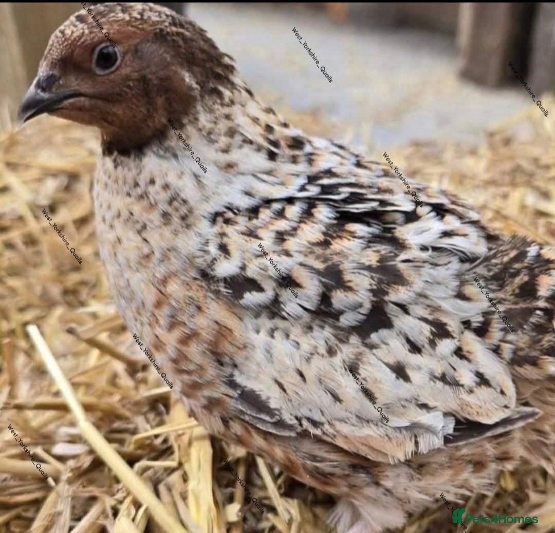 Quail poultry Pansy Coturnix Quail hatching eggs  - Advert 1