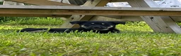 Mixed Breed dogs for sale: Australian Kelpie x Collie Pups in Llangadog - Advert 13