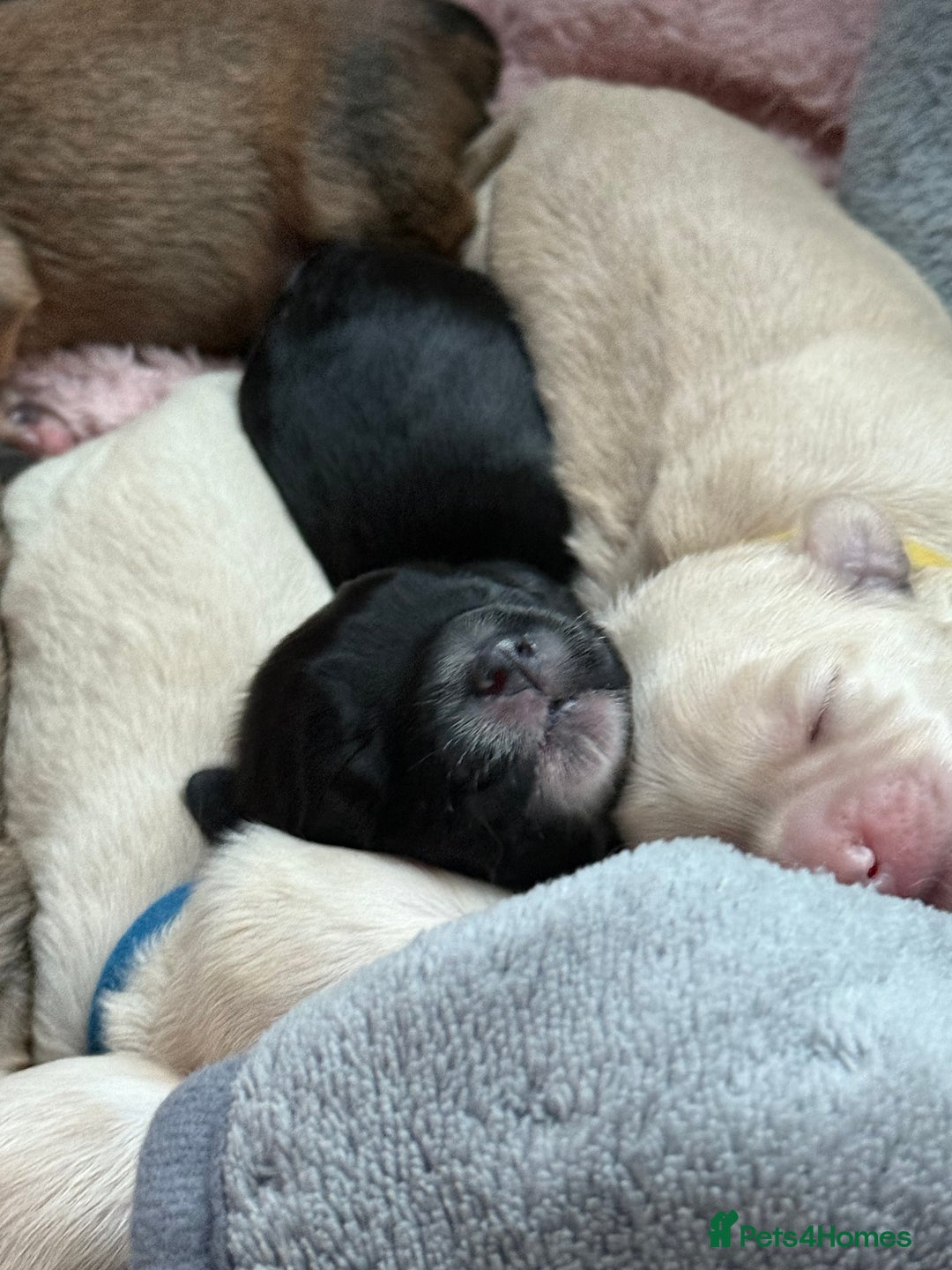 Mixed Breed dogs for sale: ✨Adorable Cockapompoo Puppies✨ - Advert 10