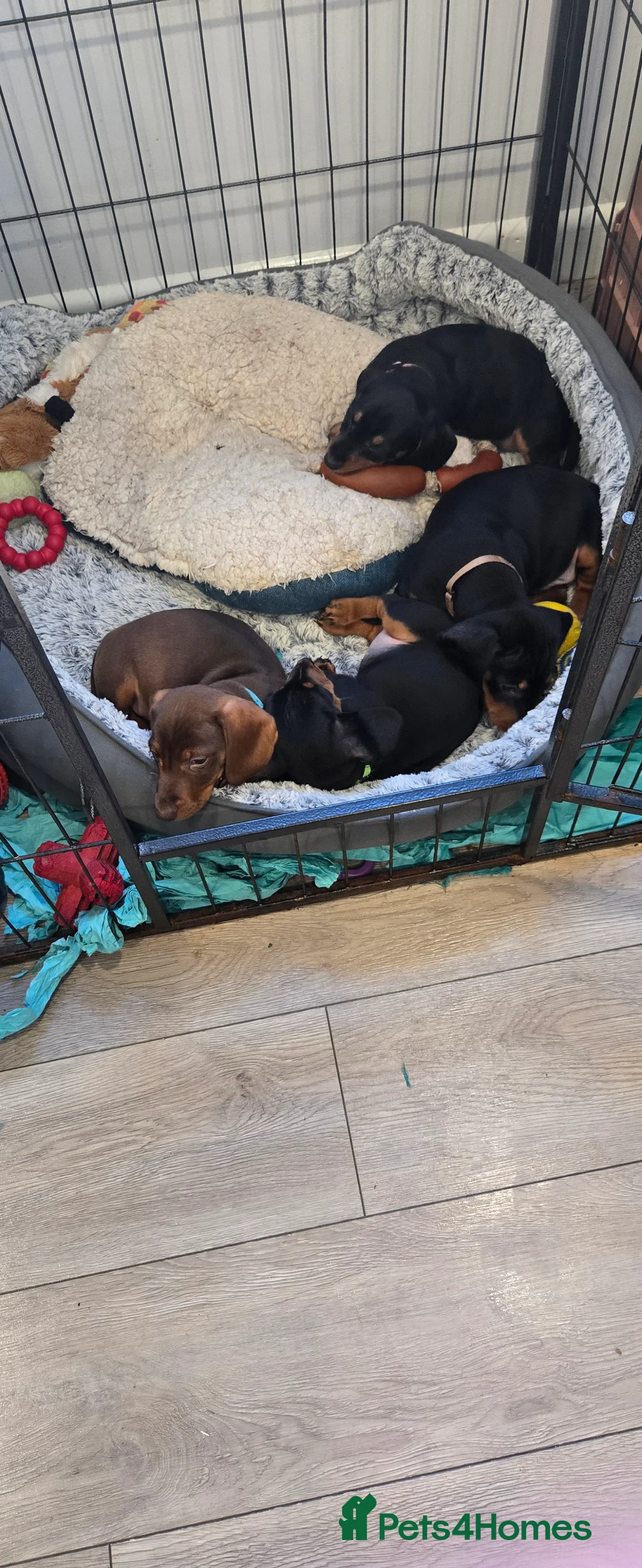 Dachshund dogs for sale: Beautiful Daxis - Advert 30